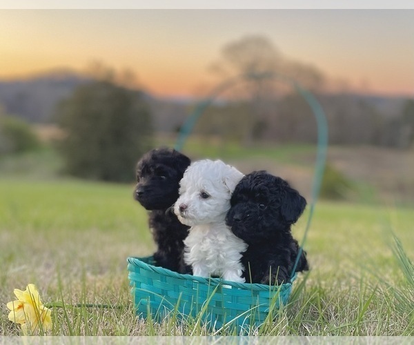 Medium Photo #2 Poodle (Toy)-Schnauzer (Miniature) Mix Puppy For Sale in OOLTEWAH, TN, USA