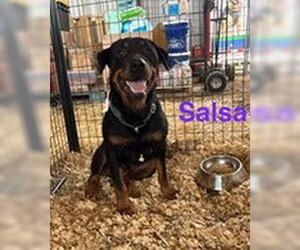 Rottweiler Dogs for adoption in Hillsboro, NH, USA