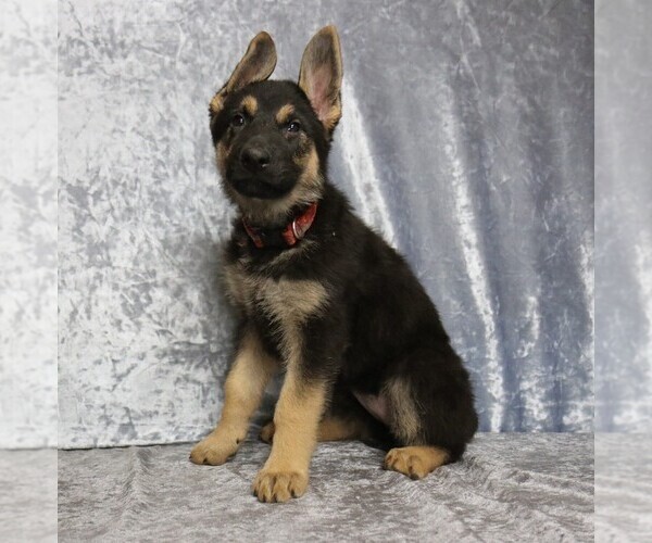 Medium Photo #3 German Shepherd Dog Puppy For Sale in PAW PAW, MI, USA