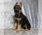 Small Photo #3 German Shepherd Dog Puppy For Sale in PAW PAW, MI, USA
