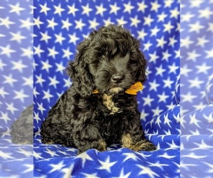 Cocker Spaniel-Poodle (Miniature) Mix Puppy for sale in NEW HOLLAND, PA, USA