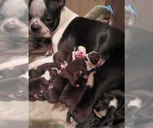 Boston Terrier Puppy for Sale in SEBRING, Florida USA