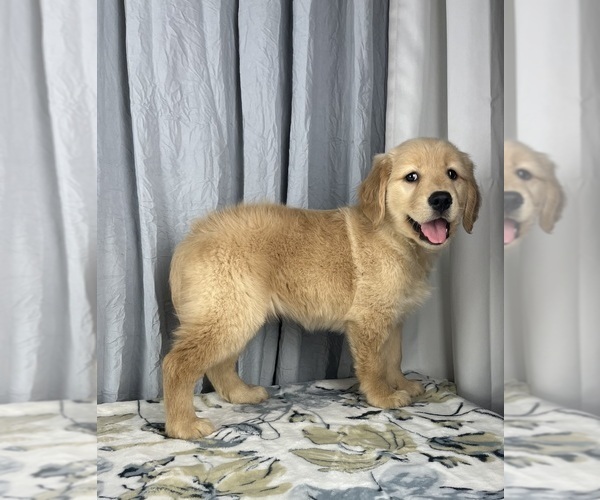 Medium Photo #4 Golden Retriever Puppy For Sale in GREENWOOD, IN, USA