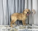 Small Photo #4 Golden Retriever Puppy For Sale in GREENWOOD, IN, USA