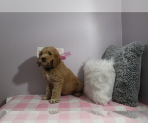 Goldendoodle Puppy for Sale in EVART, Michigan USA