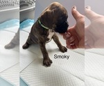 Puppy Smoky Boxer