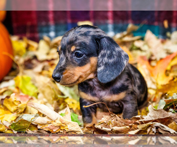 Medium Photo #31 Dachshund Puppy For Sale in WAKARUSA, IN, USA