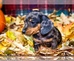 Small Photo #31 Dachshund Puppy For Sale in WAKARUSA, IN, USA