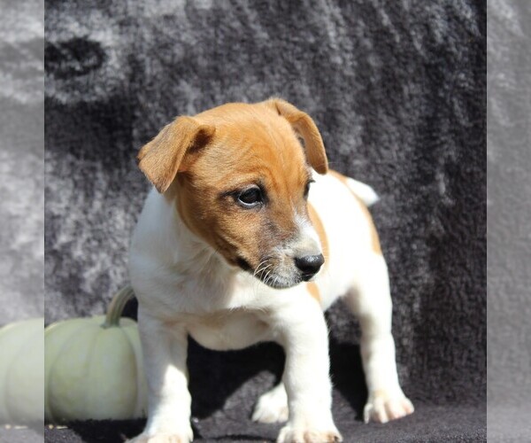 Medium Photo #3 Jack Russell Terrier Puppy For Sale in LEBANON, PA, USA