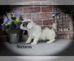 Stetson - Male Poodle (Miniature) Puppy for Sale - Photo #7