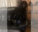 Small Photo #3 Poodle (Standard) Puppy For Sale in CLARKS SUMMIT, PA, USA