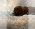 Puppy Bruce Labrador Retriever