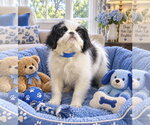 Scotty - Male Japanese Chin Dog for Adoption - Small photo