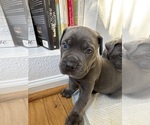 Puppy Big Worm 3 Cane Corso