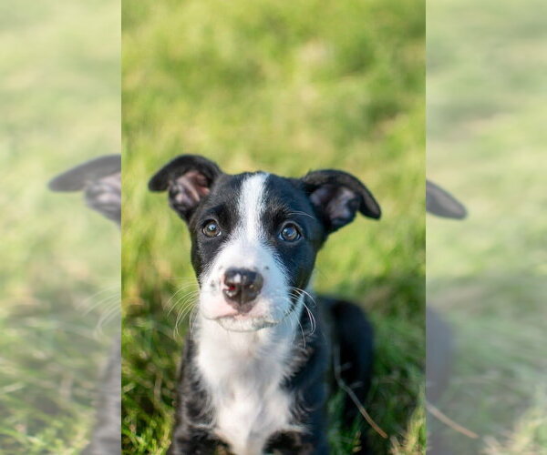 Medium Photo #1 Mutt Puppy For Sale in Germantown, OH, USA