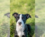 Small Mutt