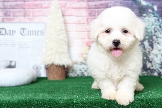 Bichon Frise Puppy for sale in BEL AIR, MD, USA