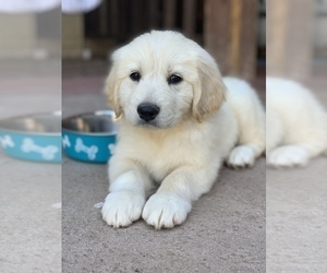Golden Retriever Puppy for sale in THOUSAND OAKS, CA, USA
