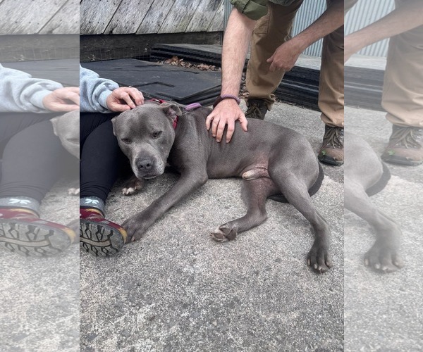 Medium Photo #2 Mutt Puppy For Sale in Hinton, WV, USA