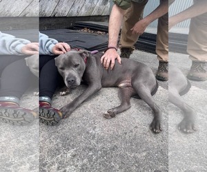 Bluey (8yo, 69lbs) - Male Mutt Dog for Adoption - Photo #2