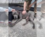 Small #1 Mutt