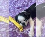 Puppy Carly Pug