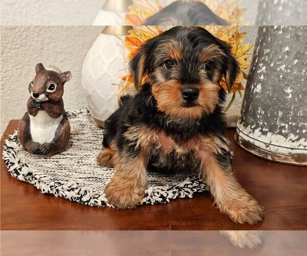 Medium Photo #1 Yorkshire Terrier Puppy For Sale in CLARKSVILLE, TN, USA