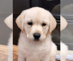 Small Photo #6 Labrador Retriever Puppy For Sale in LOS ANGELES, CA, USA