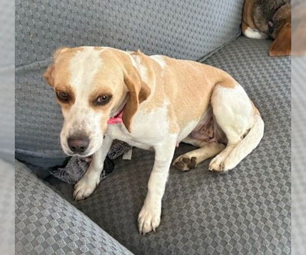 Medium Photo #7 Beagle Puppy For Sale in Dunnellon, FL, USA
