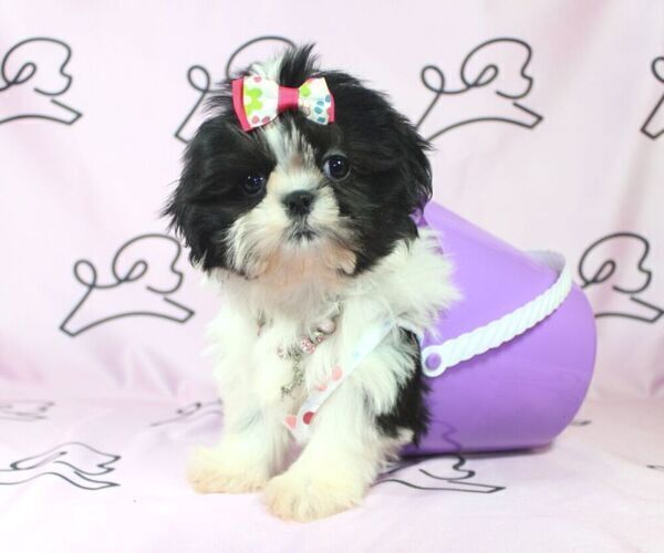 Medium Photo #9 Shih Tzu Puppy For Sale in LAS VEGAS, NV, USA