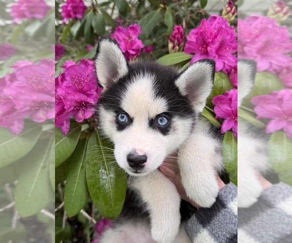 Medium Photo #4 Pomsky Puppy For Sale in VENUS, PA, USA