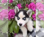 Small #3 Pomsky