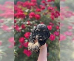 Puppy Mars Cocker Spaniel
