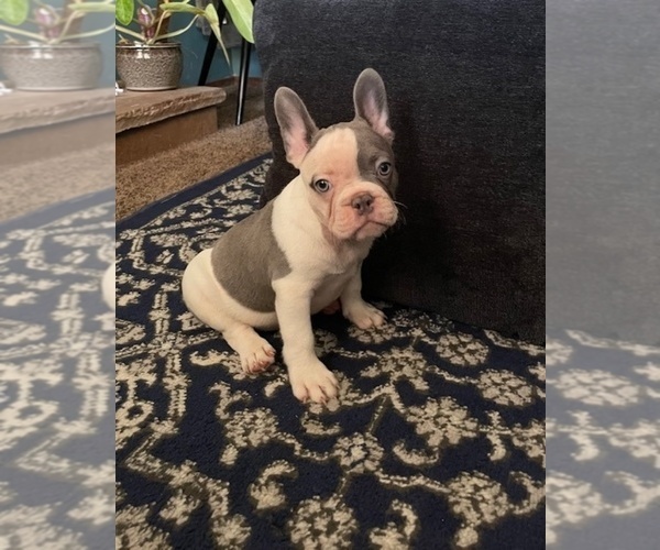 Medium Photo #3 French Bulldog Puppy For Sale in ANTIOCH, CA, USA