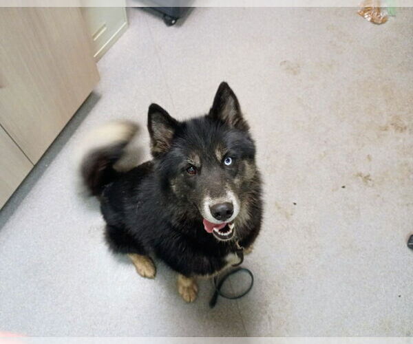 Medium Photo #1 Siberian Husky Puppy For Sale in La Porte, IN, USA