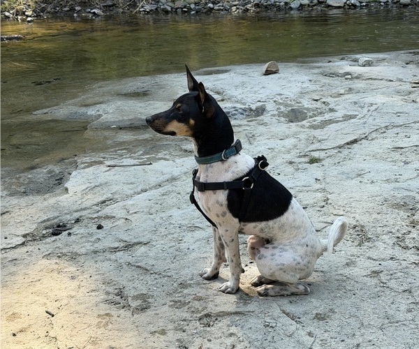Medium Photo #3 Rat Terrier Puppy For Sale in ELLENSBURG, WA, USA