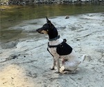 Small Photo #3 Rat Terrier Puppy For Sale in ELLENSBURG, WA, USA