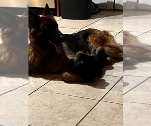 Mother of the German Shepherd Dog puppies born on 07/17/2025