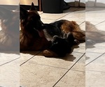 Small Photo #1 German Shepherd Dog Puppy For Sale in HOUSTON, TX, USA