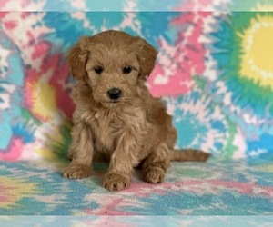 Goldendoodle (Miniature) Puppy for sale in LANCASTER, PA, USA