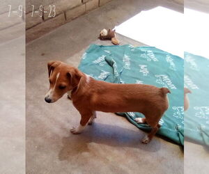 Peter Brady - Male Italian Greyhound-Jack Russell Terrier Mix Dog for Adoption - Photo #12