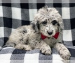 Small Photo #4 Old English Sheepdog-Poodle (Miniature) Mix Puppy For Sale in LAKELAND, FL, USA