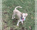 Small Dachshund Mix