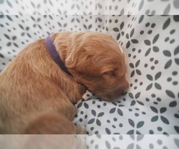 Medium Photo #4 Goldendoodle (Miniature) Puppy For Sale in DALLAS, OR, USA