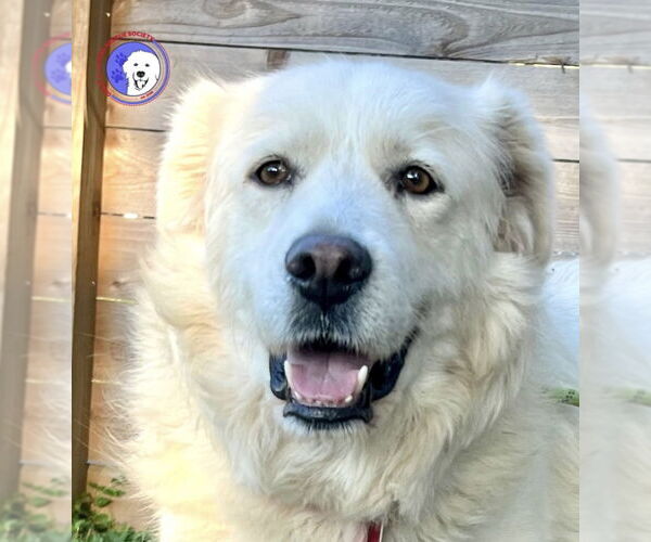Medium Photo #4 Great Pyrenees Puppy For Sale in Spring, TX, USA