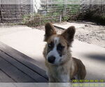 Small #3 Border Collie-Siberian Husky Mix