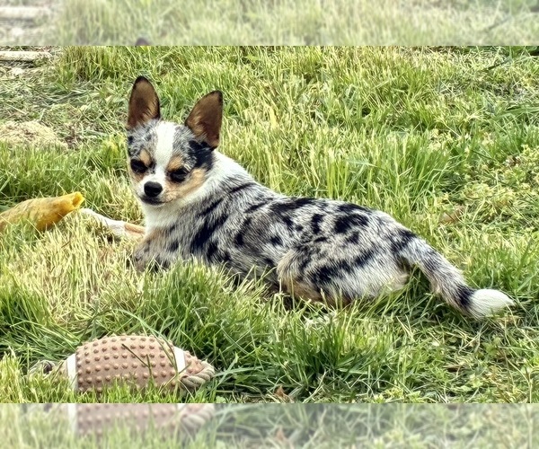 Medium Photo #3 Chihuahua Puppy For Sale in NEWVILLE, PA, USA