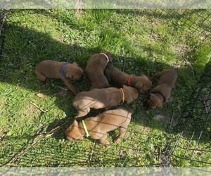 Boxer Puppy for sale in WAYNE CITY, IL, USA