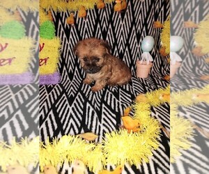 Poodle (Toy)-Yorkshire Terrier Mix Puppy for sale in LAPEER, MI, USA