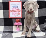 Small Photo #2 Weimaraner Puppy For Sale in NEWCASTLE, OK, USA